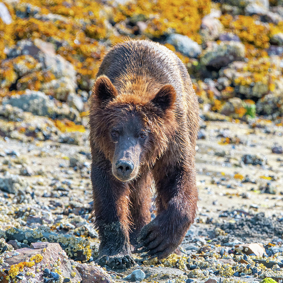 Coastal Brown Bear Approaching Photograph by Mark Hunter