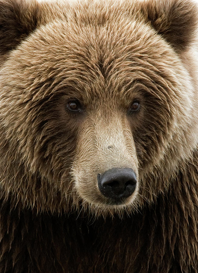 Bear Photograph - Coastal Brown Bear closeup by Gary Langley