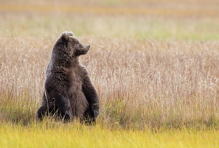 Coastal Brown Bear Cub Photograph by Max Waugh