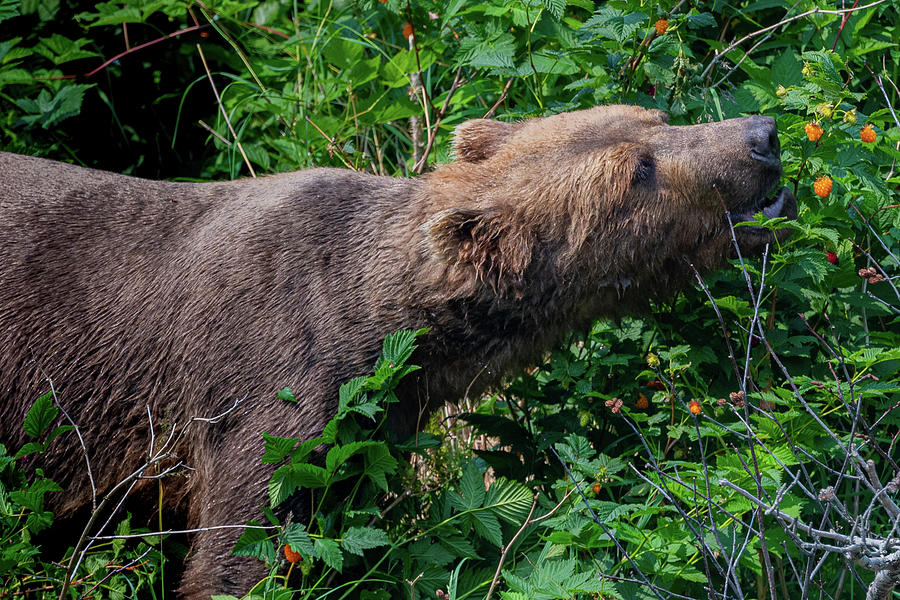 Coastal Brown Bear Eating Salmonberries Photograph by Mark Hunter