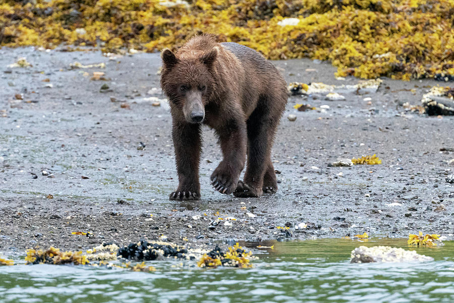Coastal Brown Bear in Kukak Bay Alaska Photograph by Mark Hunter
