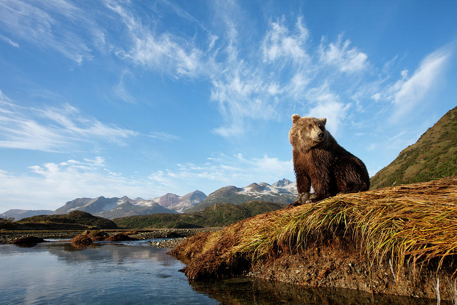 Coastal Brown Bear, Katmai National Photograph by Paul Souders