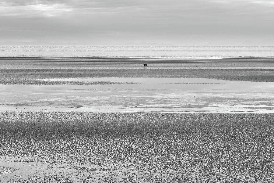 Coastal Brown Bear on  a Beach in Monochrome Photograph by Mark Hunter