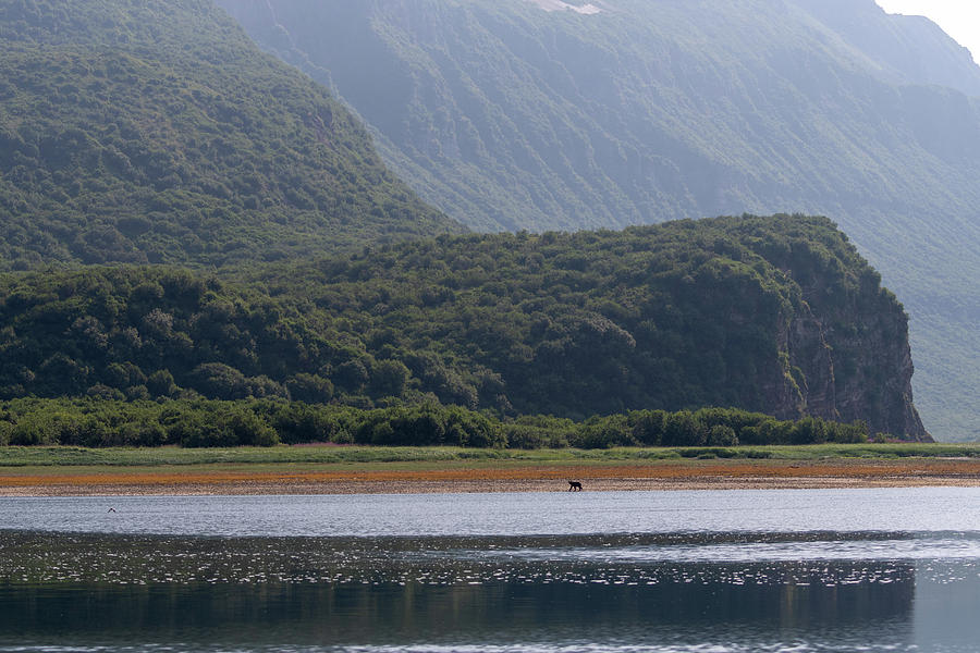 Coastal Brown Bear on a Distant Shore Photograph by Mark Hunter