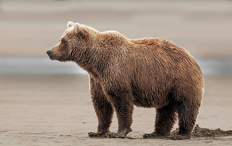 Coastal Brown Bear on Salmon Watch Photograph by Gary Langley