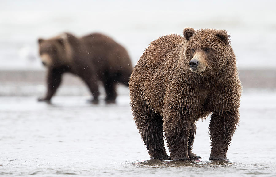 Coastal Brown Bears Photograph by Max Waugh