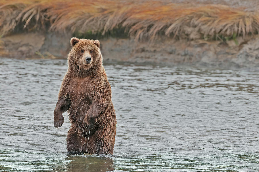 Coastal Brown Bears On Salmon Watch Photograph by Gary Langley