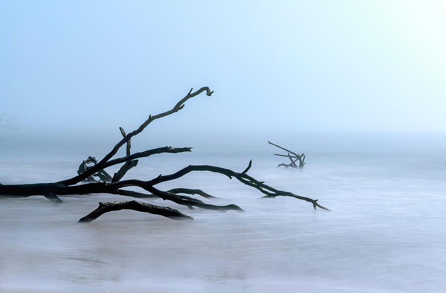 Coastal Drift Wood Photograph by Tom Singleton