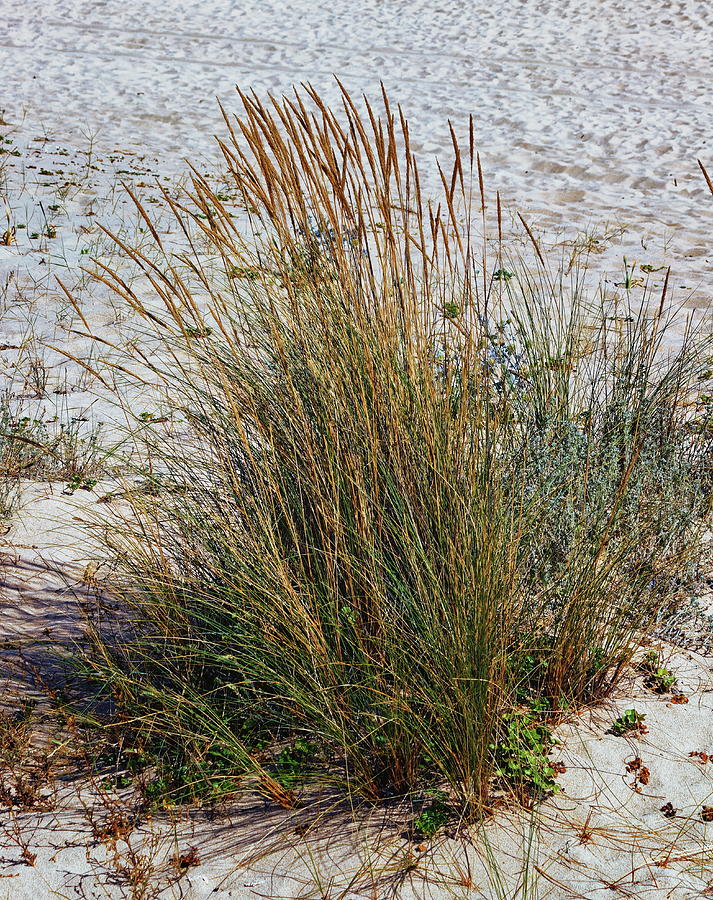 Coastal Grasses Photograph by Jeff Townsend