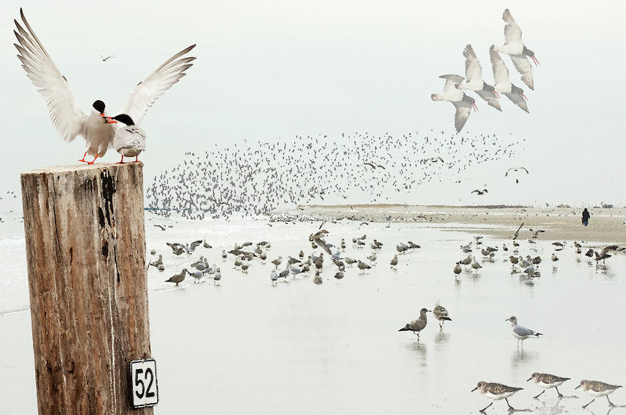 Coastal Habitat With Shorebirds Digital Art by Johann  Schumacher