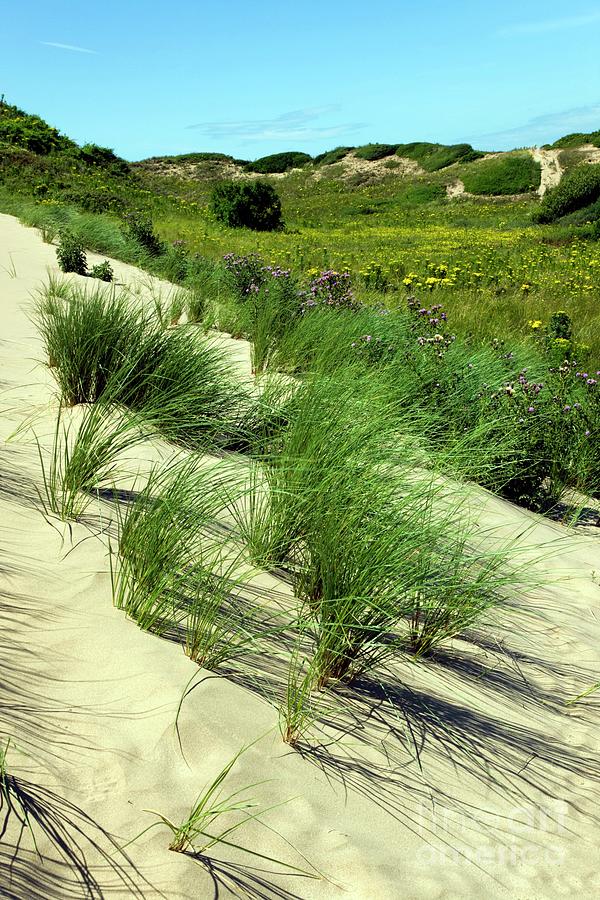 Coastal Plants Photograph by Dr Keith Wheeler/science Photo Library