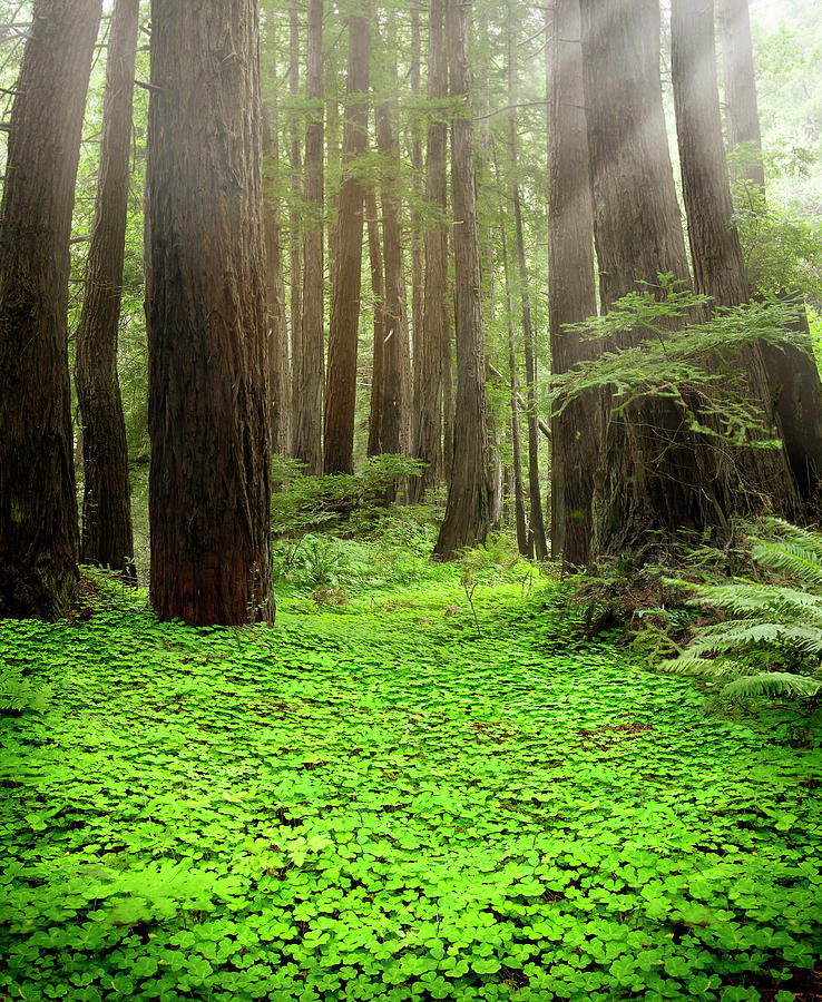 Coastal Redwood Forest Floor Photograph by Stephen Swintek - Fine Art ...