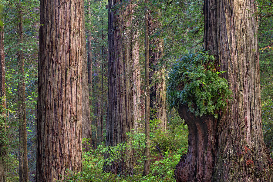 Coastal Redwood Forest Photograph by Jeff Foott