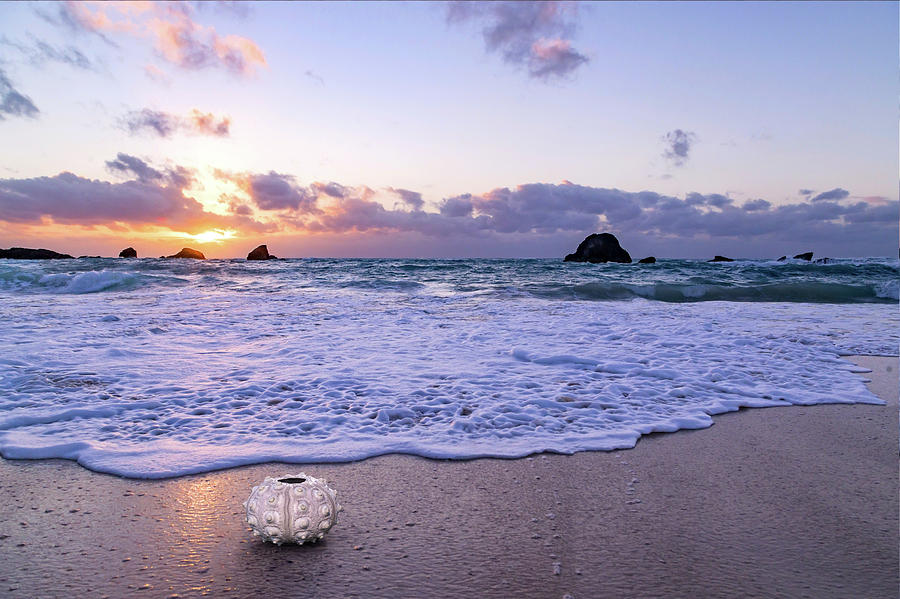Coastal Sunrise Sea Urchin Photograph
