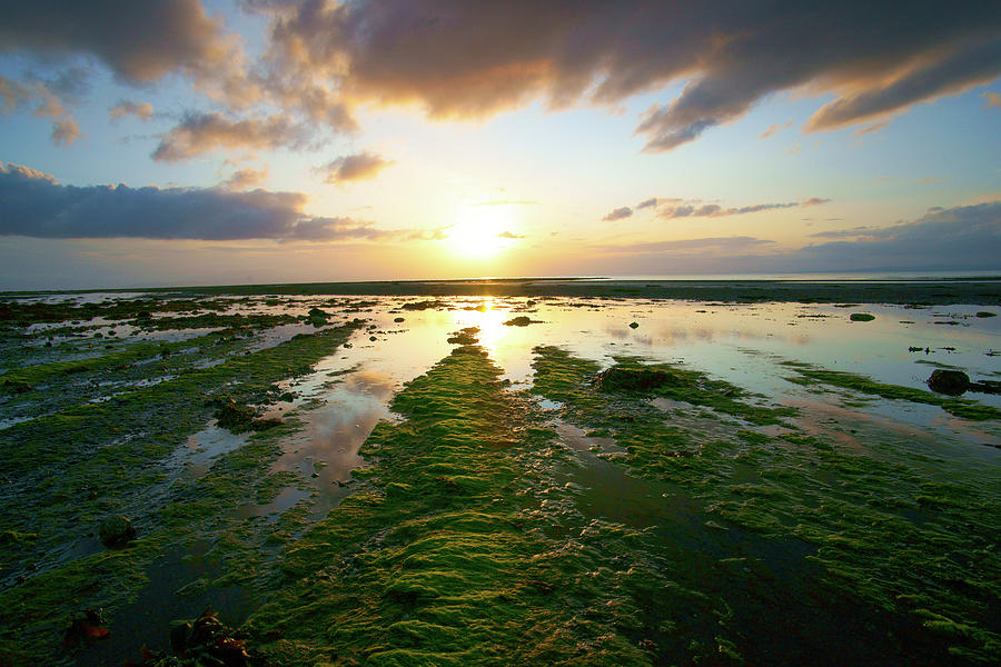 Coastal Sunset Reflection Through Algae Photograph by Photography By Spencer Bowman