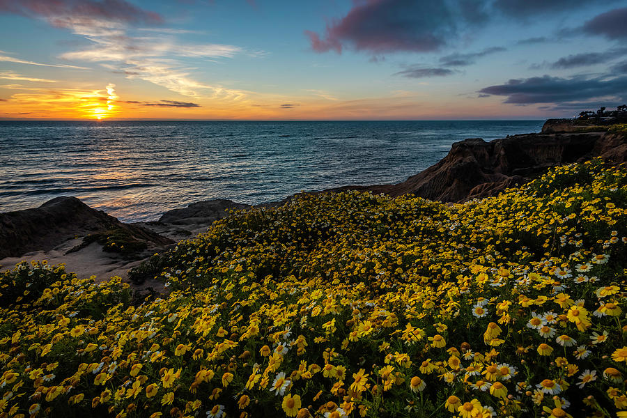 Coastal Super Bloom Sunset Photograph by Scott Cunningham