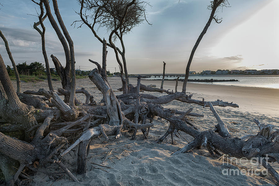 Coastal Twisted Beach Tree Photograph