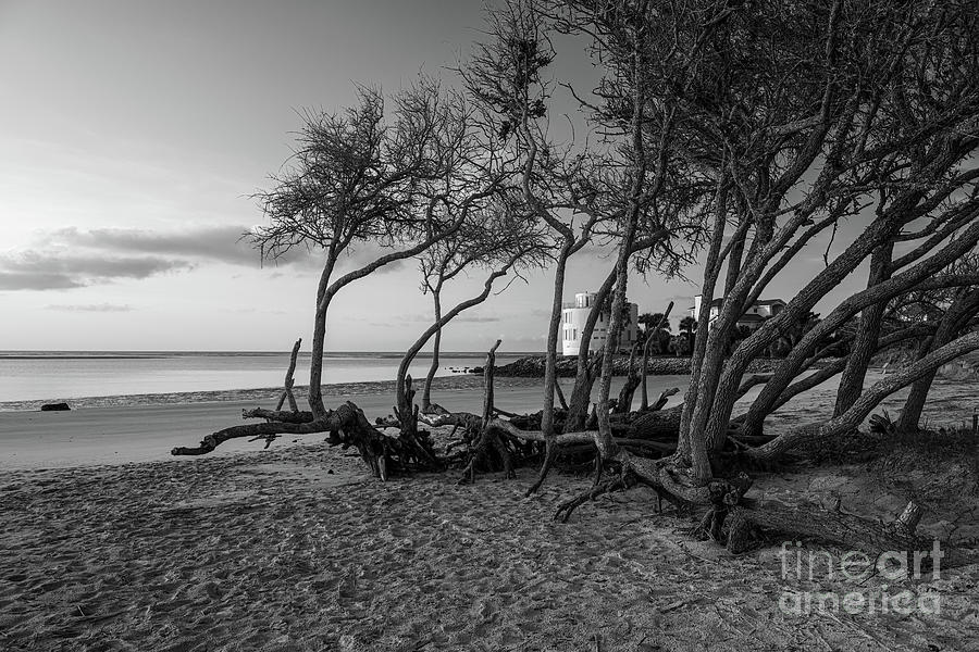 Coastal Wind Shaped Beach Trees Photograph