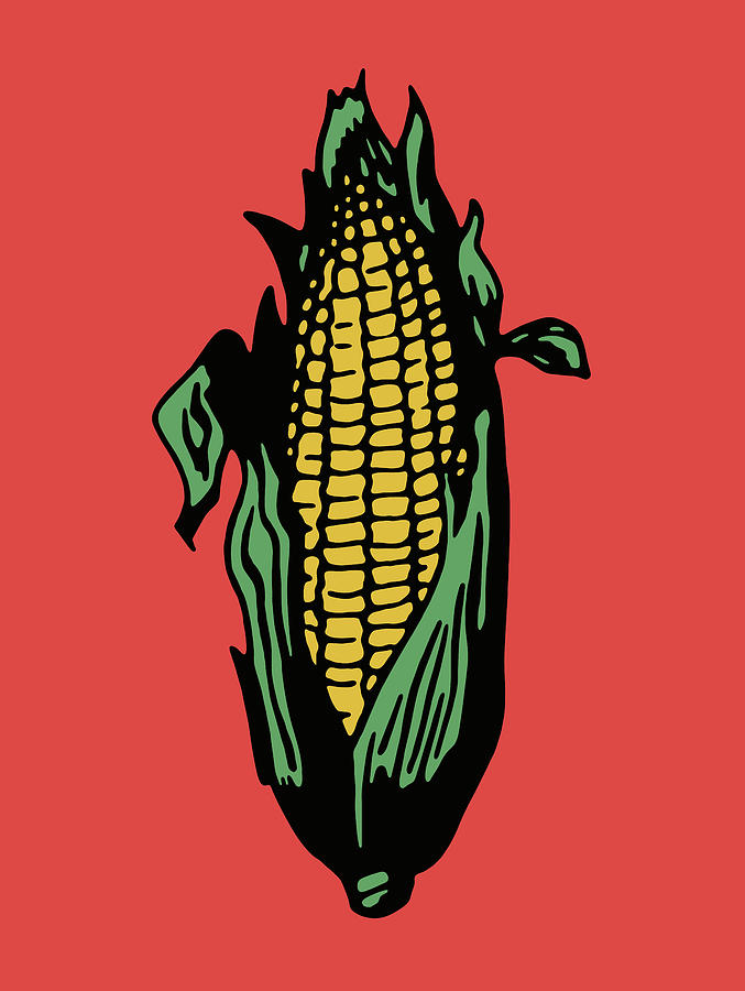 Vintage Drawing - Cob of Corn by CSA Images
