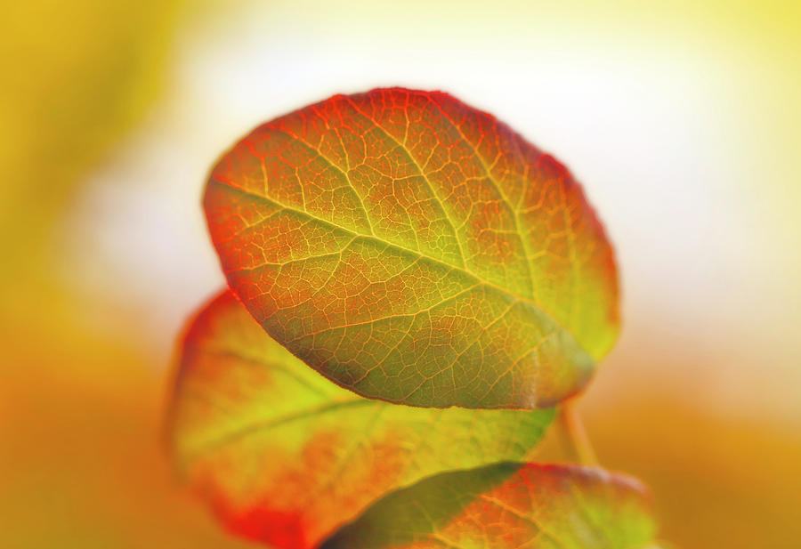 Cobaea Scandens Leaves In Sunlight Photograph by Johanna Hurmerinta