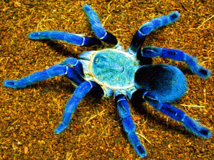 cobalt blue tarantula baby