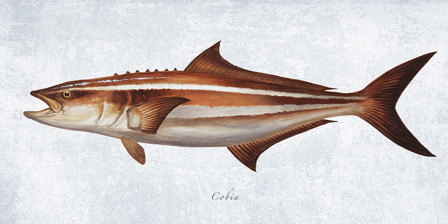 Cobia Portrait Painting by Guy Crittenden