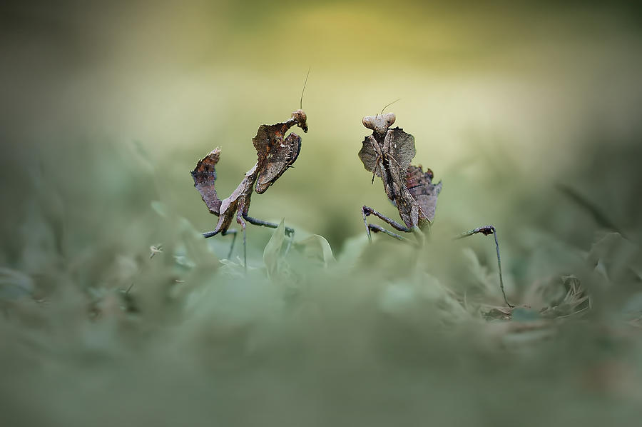 Cobra Mantis Photograph by Andri Priyadi - Fine Art America