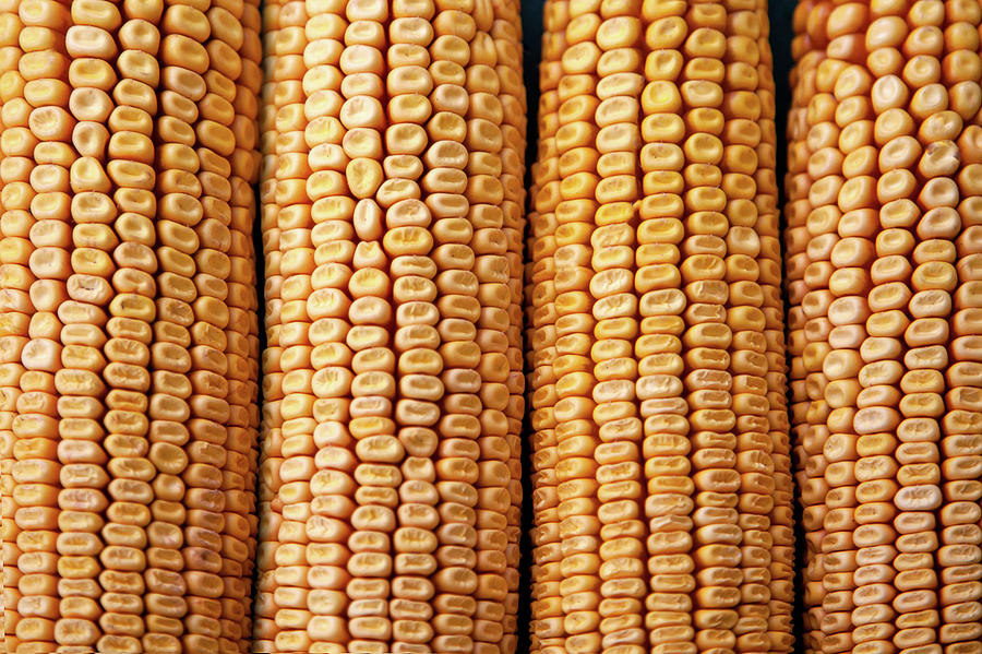 Cobs of Field Corn Photograph by Todd Klassy