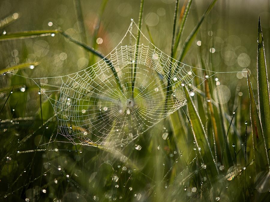 Cobweb And Dew No. 1 Photograph by Roman Chuda