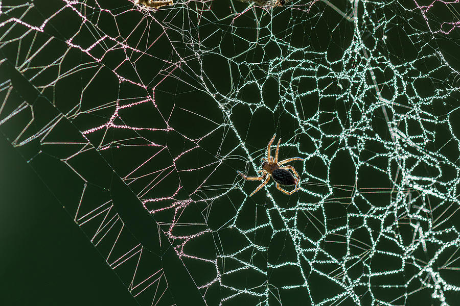 Cobwebs Creation by Robert Potts Cobwebs Creation by Robert Potts