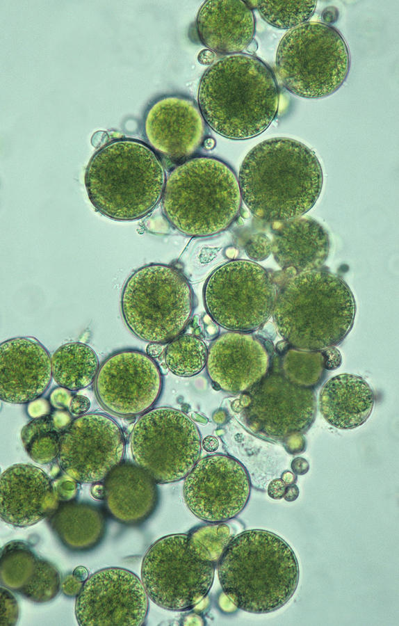 Coccoid Green Alga. Unicellular Green Photograph by Ed Reschke