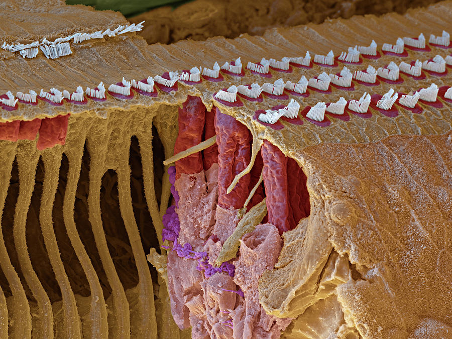 Cochlea Coil Part, Sem Photograph by Oliver Meckes EYE OF SCIENCE