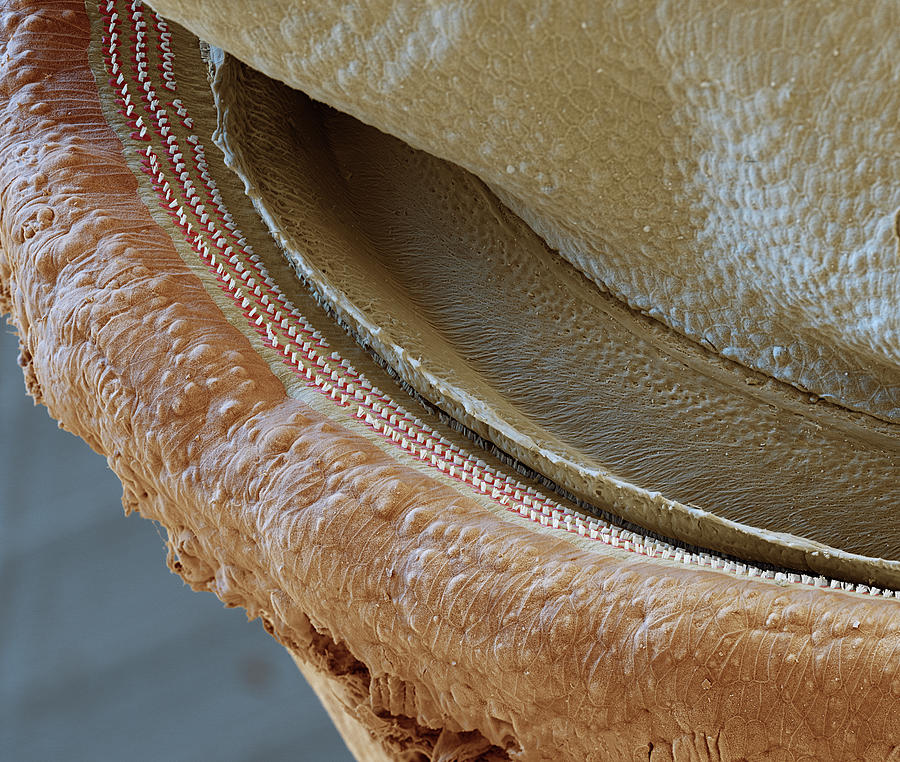 Cochlea, Coil Section, Sem Photograph by Oliver Meckes EYE OF SCIENCE