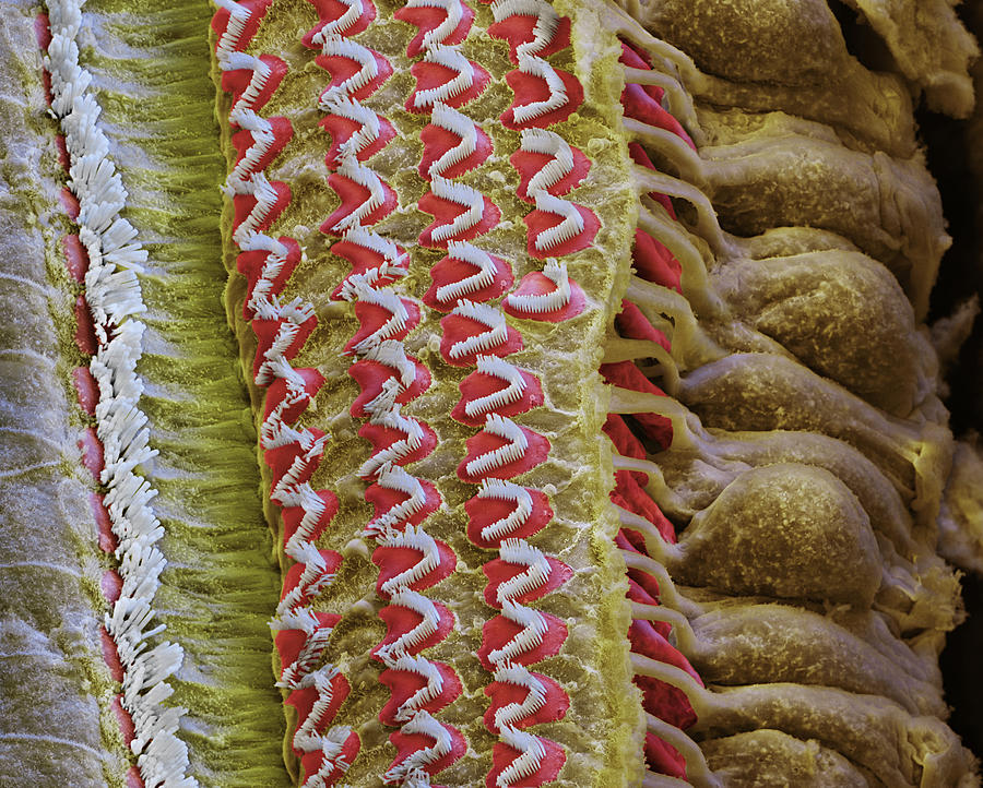 Cochlea, Inner And Outer Hair Cells, Sem Photograph by Oliver Meckes EYE OF SCIENCE
