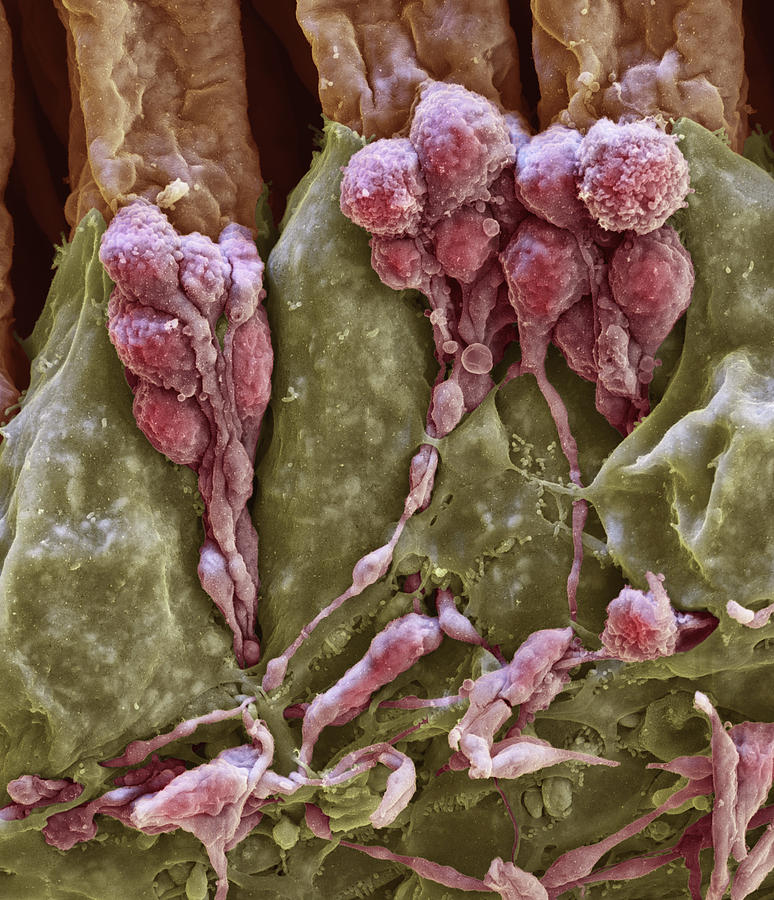 Cochlea, Nerve Fibers, Sem Photograph by Oliver Meckes EYE OF SCIENCE