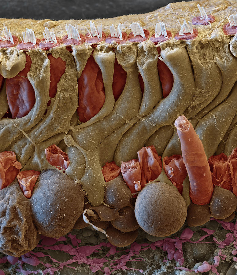 Cochlea, Organ Of Corti Section, Sem Photograph by Oliver Meckes EYE OF SCIENCE