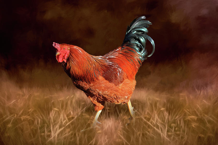 Rooster Photograph - Cock-A-Doodle-Doo by Donna Kennedy