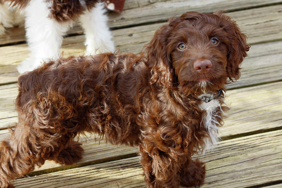 Cockapoo Brown