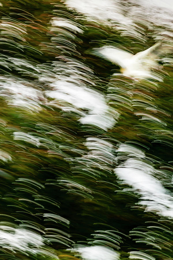 Abstract Photograph - Cockatoo Flock 01 by Eva Bane