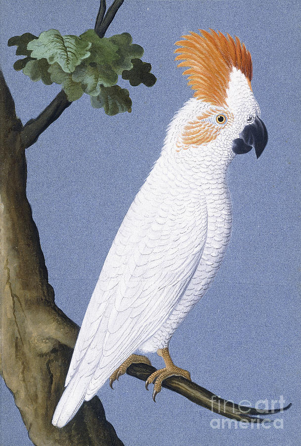 Cockatoo Painting by German School