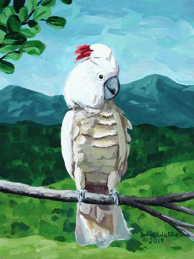 cockatoo pictures on canvas