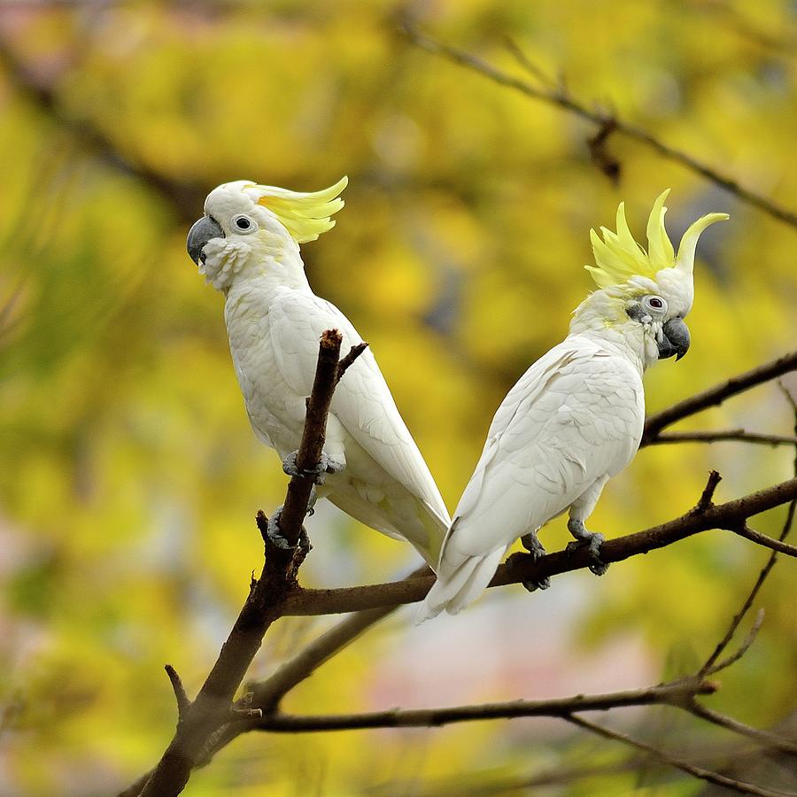 Cockatoo Pair With Crest Raised Photograph by Boti