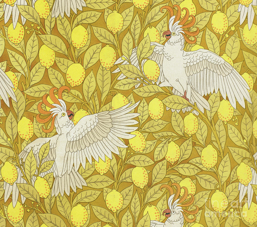 Cockatoos with Lemons Drawing by Maurice Pillard Verneuil