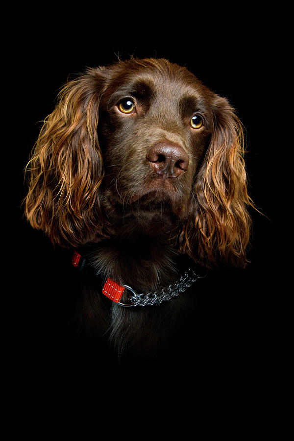 Animal Photograph - Cocker Spaniel Puppy by Andrew Davies