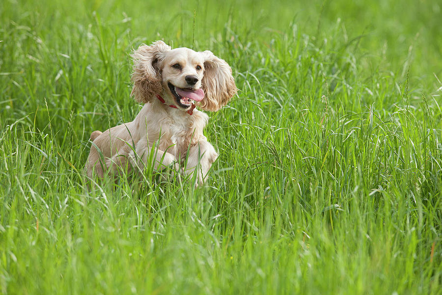 Cocker store spaniel running