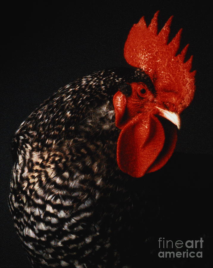 Cockerel, Head-shot Photograph by Sean Ellis