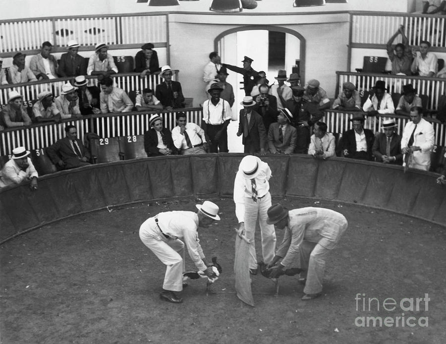 Cockfight In Puerto Rico In 1930 Photograph by Bettmann