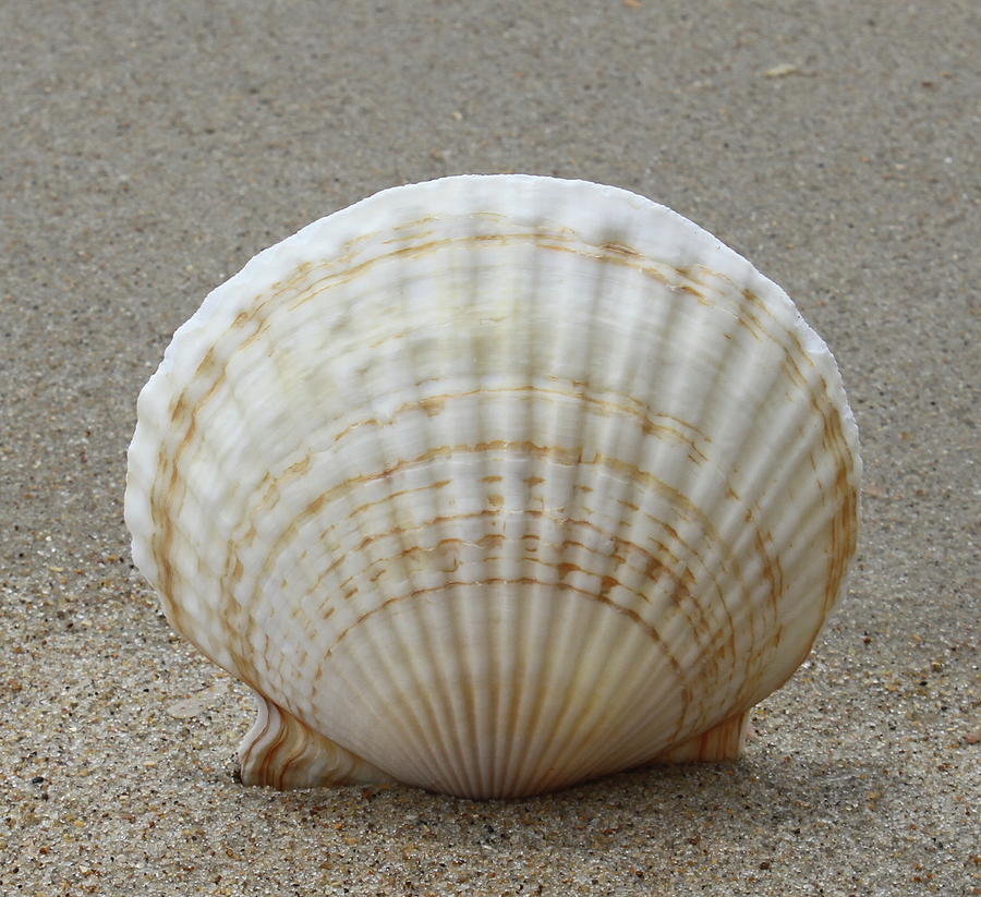 Cockle Shell 2015c Photograph