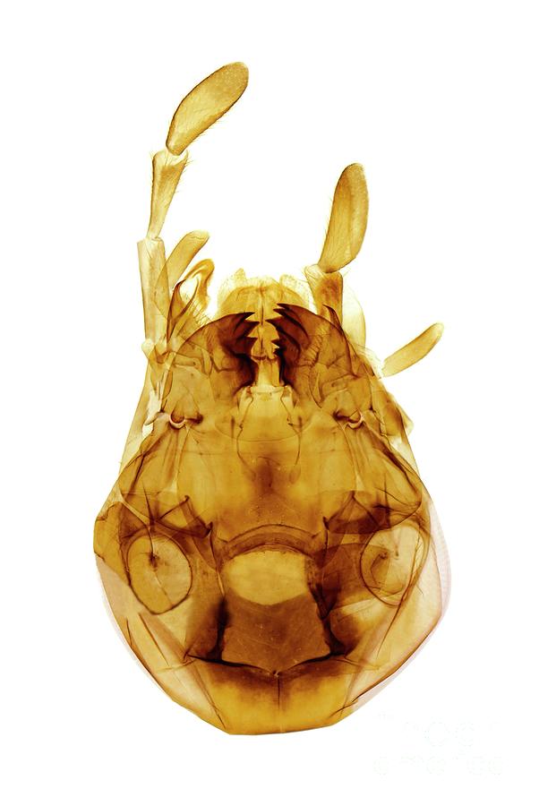 Cockroach Mouth Parts by Nigel Downer/science Photo Library