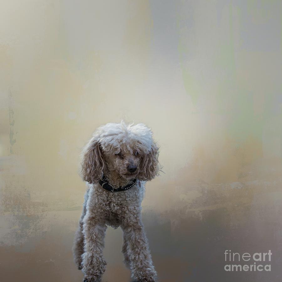 Dog Photograph - Coco by Eva Lechner